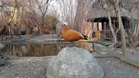 Red-crested-pochard-next-to-a-lake-full-of-ducks,-wigeons-and-pochards