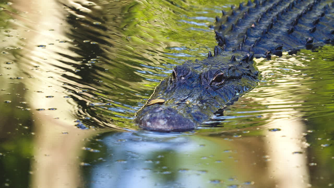 Alligator Head Close Up Swimming in Water