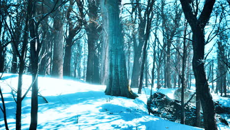 pine trees covered with snow on frosty evening