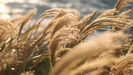 grass blowing gently along the coast on a summer day