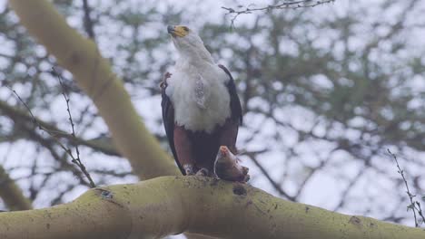 águila pescadora africana adulta alimentándose de peces grandes en el lago naivasha kenia