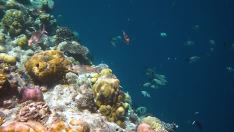 Topical-saltwater-fish-,clownfish---Coral-reef-in-the-Maldives