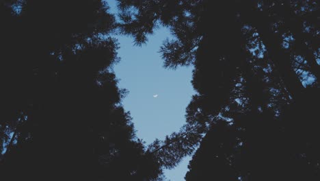 looking up through a canopy of trees at night - low angle