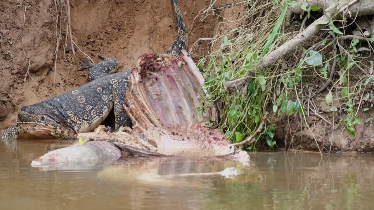 monitor de agua asiático, varanus salvator, comiendo el cadáver de un ciervo sambar, parque nacional khao yai, tailandia