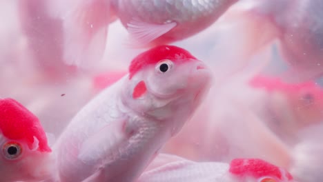 close-up of a red cap oranda goldfish swimming slowly in the aquarium tank