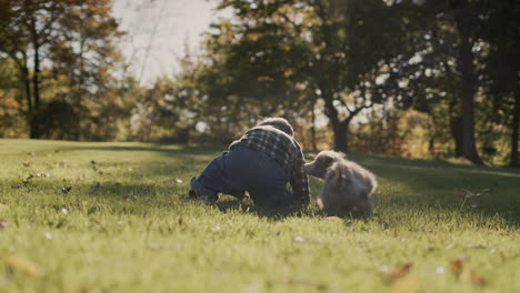 a two-year-old boy plays with a puppy on the lawn in the park.