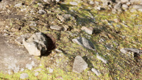 cerca de la formación de piedras rocosas