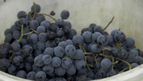 Othello-grapes-falling-into-a-plastic-bucket---180fps-slow-motion