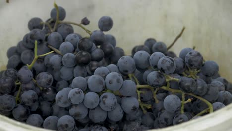 uvas otelo cayendo en un cubo de plástico - cámara lenta de 180 fps