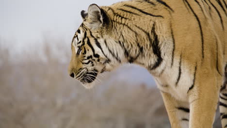 Perfil-Lateral-Del-Tigre-Animal-Salvaje-Depredador