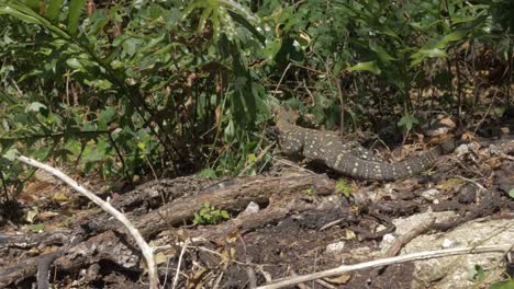 Lace-Monitor---Tree-Goanna-Hunting-For-Prey-In-The-Woods-On-A-Sunny-Day-At-Whitsunday-Island