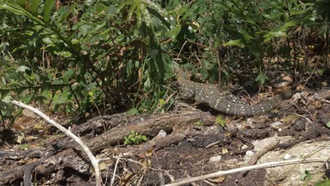 monitor de encaje - árbol goanna cazando presas en el bosque en un día soleado en la isla whitsunday