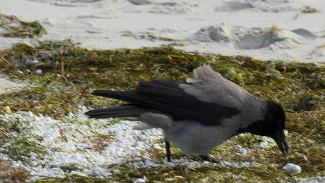 Crow-standing-on-a-sandy-beach-strewn-with-seaweed,-contemplative