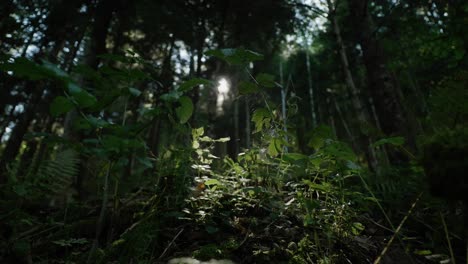 The-view-of-a-forest-ground-towards-the-end-of-summer-1