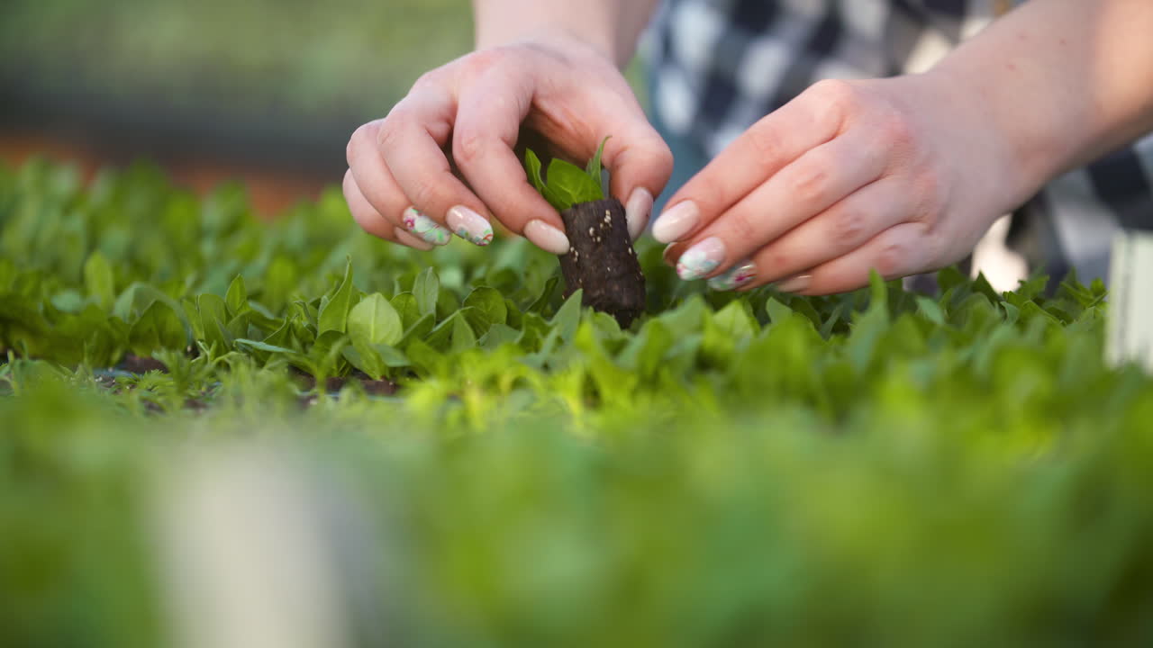 joven botánica examinando una planta en maceta 22
