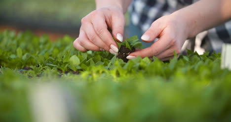 Young-Female-Botanist-Examining-Potted-Plant-22