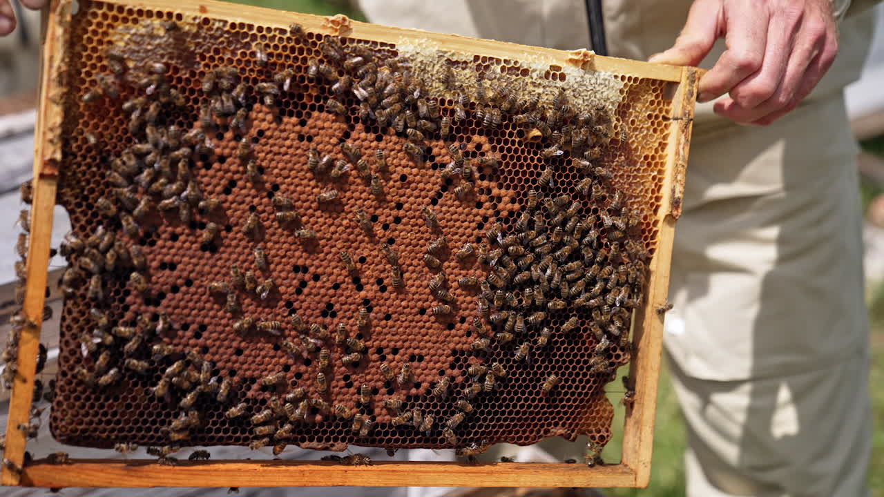 Beekeeper inspecting honeycomb frame at apiary. Cautious man apiarist removing honeycomb with bees for examination