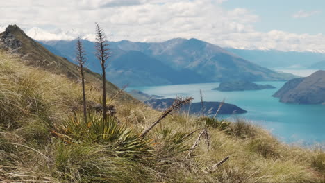 golden new zealand grass blows in the wind with beautiful lake valley and mountains in the background