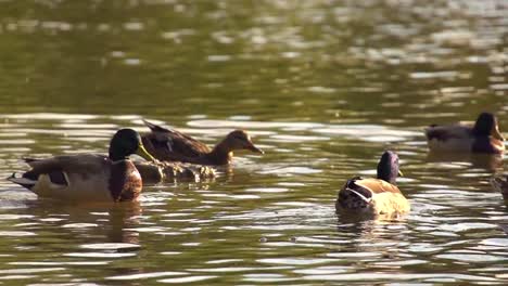 group of ducks and birds swimming and feeding in slow motion handheld 4k on sunny, warm day as water waves show ripples on lake and pond surface