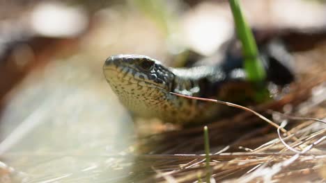 lacerta viridis - green lizard, staying in dry grass in the sun, warming up