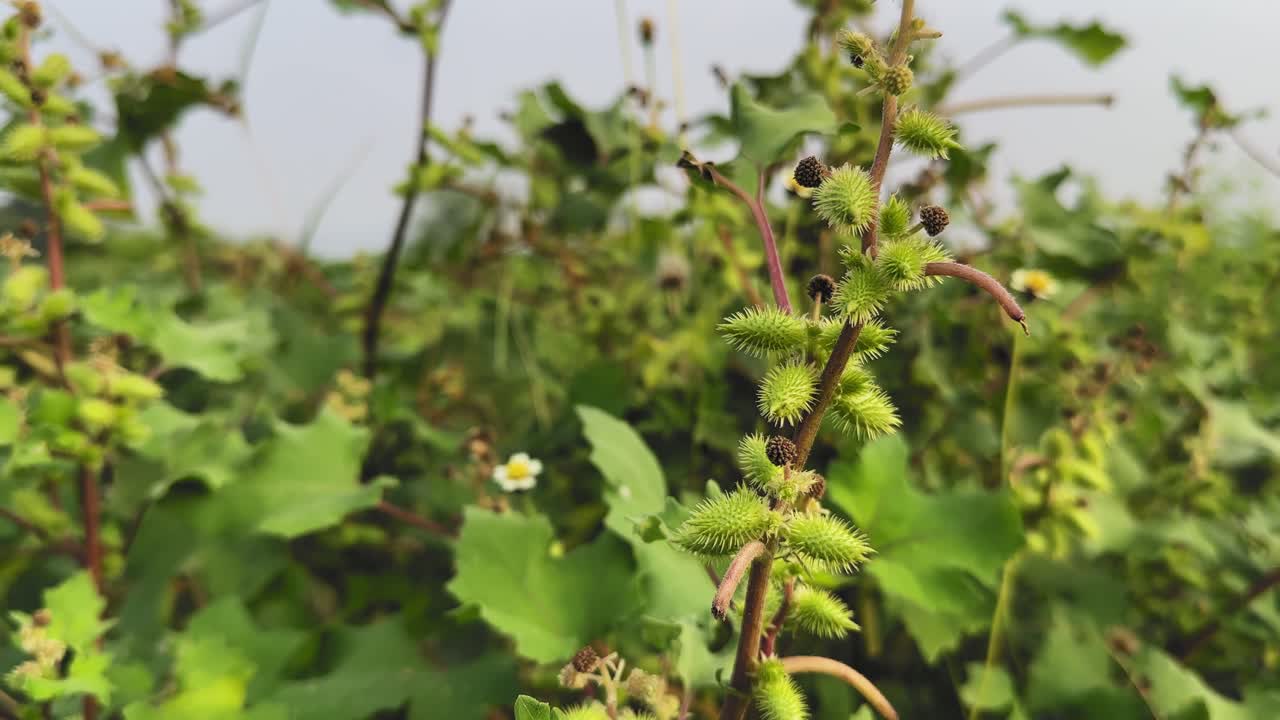 Ripresa dal basso verso l'alto di una Nappola italiana (Xanthium strumarium) che mostra le sue capsule spinose, i fusti ruvidi e le ampie foglie circondate da una fitta vegetazione spontanea sotto la luce naturale diurna in un campo rurale