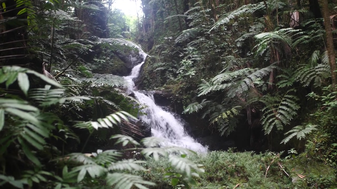 Serene Tropical Rainforest Waterfall Flowing Through Lush Green Ferns and Dense Exotic Foliage Hawaii tropical botanical garden