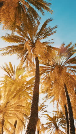 palmeras en un paraíso tropical