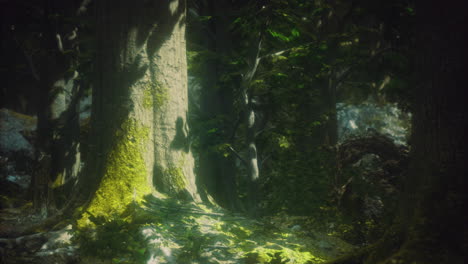 light filtering through trees creates a serene atmosphere in a forest