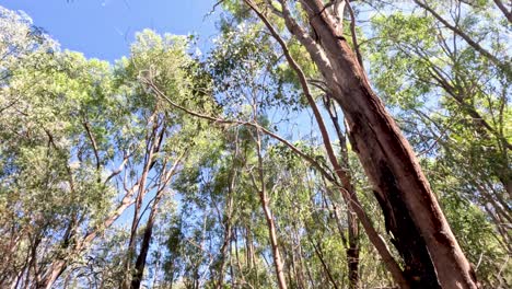 eucalyptus trees under clear blue sky