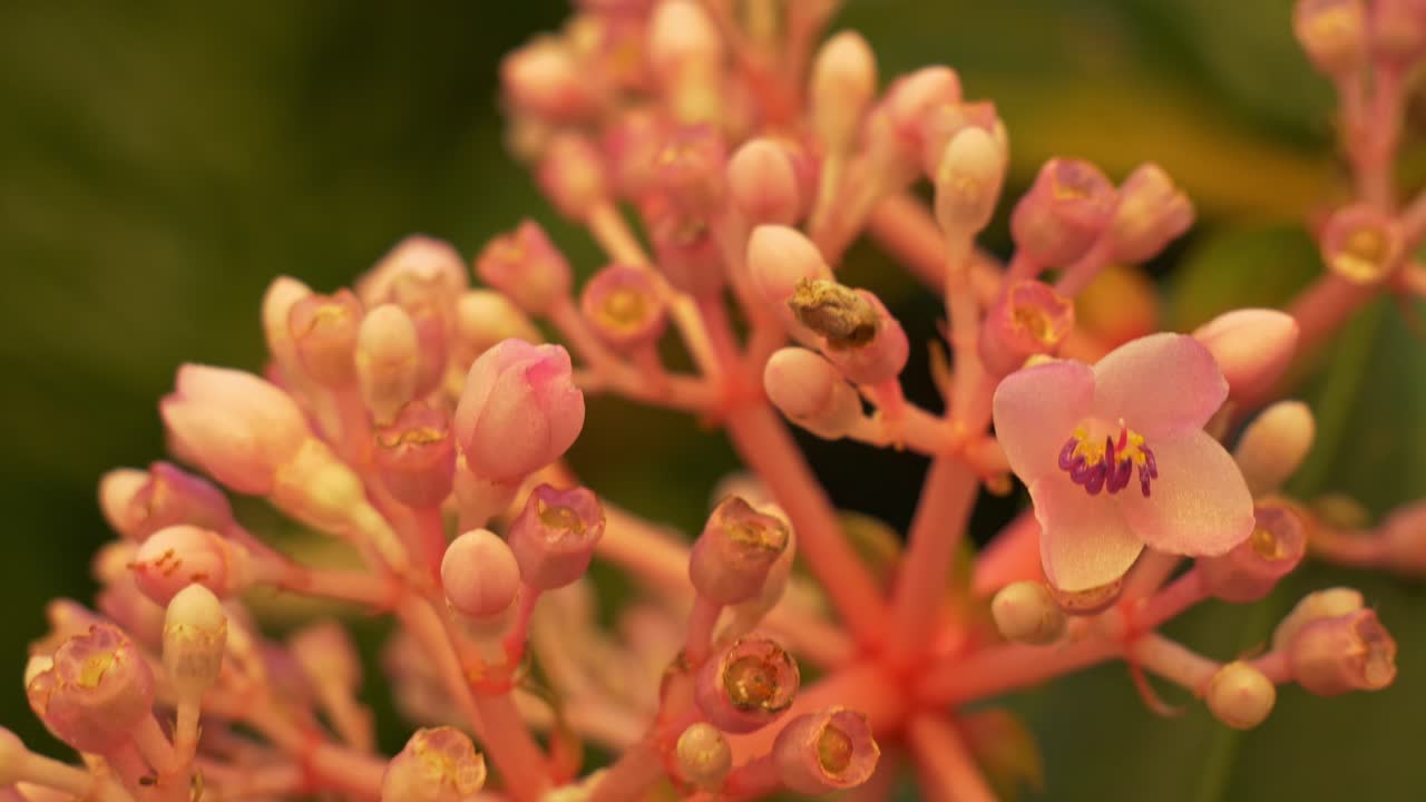 Primo piano di un'orchidea malese con fiori delicati e boccioli non ancora aperti raggruppati su steli color corallo. Inquadratura con dolly-out, passaggio di messa a fuoco.