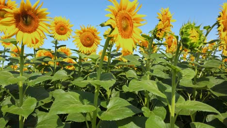 agricultural field of sunflowers. shooting in the summer in the countryside.