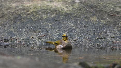 Pasando-Un-Buen-Rato-Bañándose-Y-Luego-Se-Va,-Striped-throated-Bulbul-Pycnonotus-Finlaysoni,-Tailandia