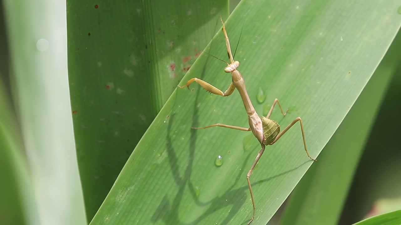 Primer plano de una mantis religiosa moviéndose sobre hierba verde