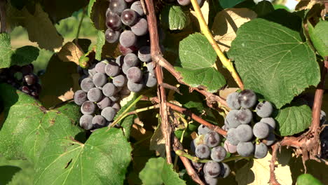 clusters of grapes hanging on the grape vines in the rural countryside