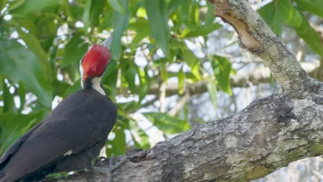 Pileated woodpecker perched on a tree branch, scanning surroundings in a bright forest canopy
