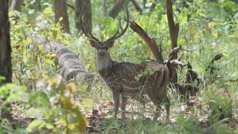 Ciervo-Manchado---Chital-O-Cheetal