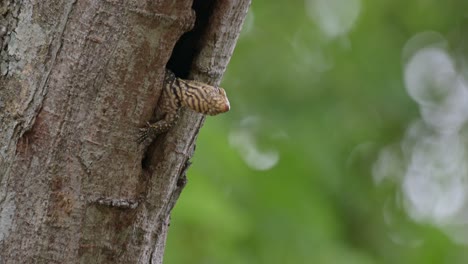 Seen-from-under-its-neck-sticking-its-head-out-of-the-burrow-while-trying-to-close-its-eyes-to-sleep,-Clouded-Monitor-Lizard-Varanus-nebulosus,-Thailand