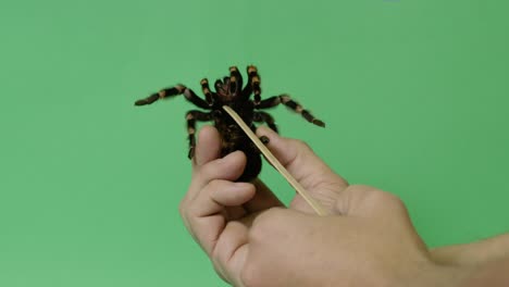 tickling tarantula spider legs twitch on green screen