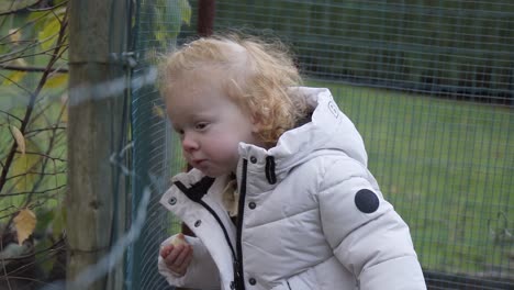 niña pequeña mirando a través de la valla de pollo en el jardín mientras come un pedazo de manzana