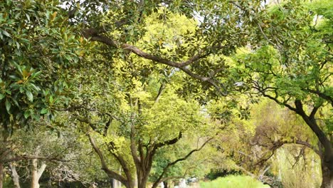 pájaro volando a través de árboles verdes y exuberantes
