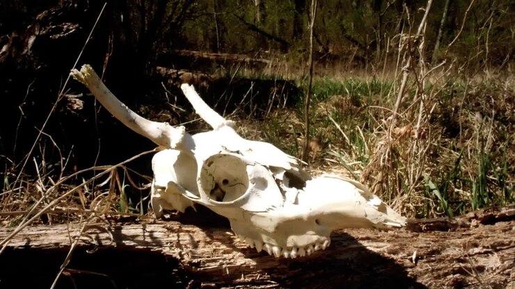 A cow's skull rests on the earth, exposed to the elements