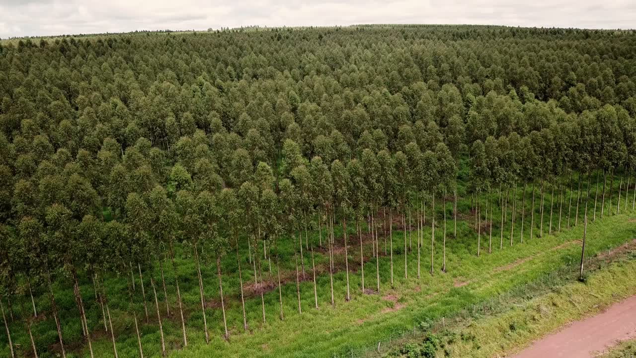 Vista aérea ampla de uma exuberante plantação de eucaliptos no Paraguai. O drone voa sobre a floresta densa, mostrando as fileiras ordenadas de árvores.