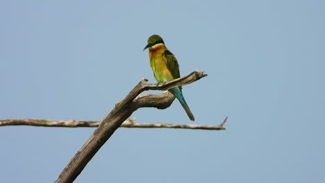 bee-eater in tree uhd mp4 4k