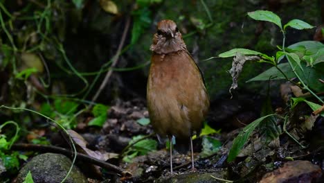 la pitta de nuca oxidada es un ave confiada que se encuentra en hábitats de bosques montañosos de gran altura, hay muchos lugares en tailandia para encontrar esta ave