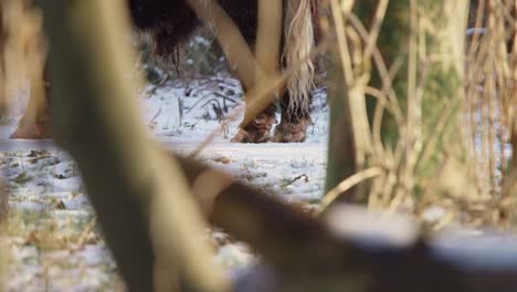 Hooves-and-tail-of-furry-highland-cow-on-winter-snow-in-forest-thicket