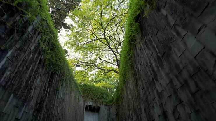 Fogliame e rami verdi di un grande albero della pioggia che si estendono e coprono il prato verde sotto il sole mattutino, con numerosi alberi sullo sfondo nel parco pubblico di Singapore