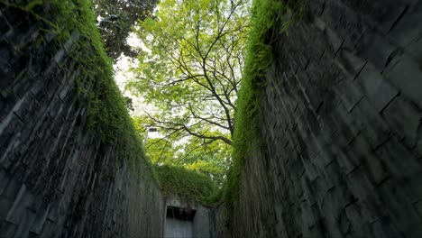 La-Rotación-De-La-Vegetación-Deja-Ramas-De-Un-Gran-árbol-De-Lluvia-Que-Se-Extiende-Sobre-El-Césped-Verde-Bajo-El-Sol-De-La-Mañana,-Muchos-árboles-En-El-Fondo-Del-Parque-Público-En-Singapur