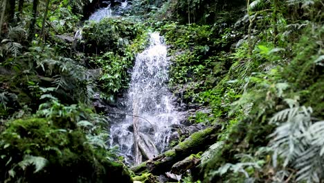a steady waterfall flows over mossy rocks in dense, green rainforest. natural daylight, minimal camera movement, and vibrant foliage create a tranquil atmosphere