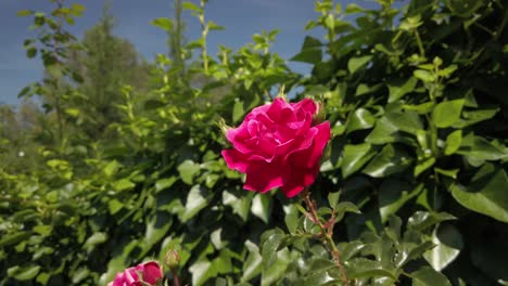 garden rose stands tall and proud amongst bushes and surrounded foliage