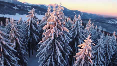 snowy mountain forest at sunrise/sunset